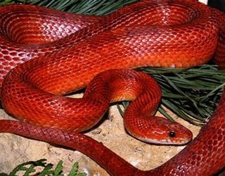 Красная змея