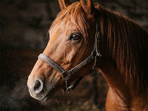 Рыжая лошадь