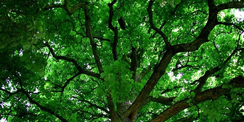 зеленая листва