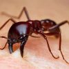 Кусают муравьи