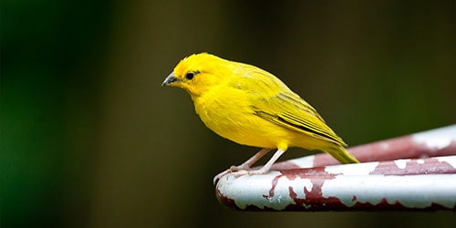 желтая птица