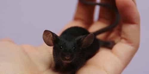 Маленькая черная мышка