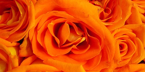 oranzhevyj cvet 1