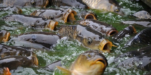 krupnaya ryba 4 сонник огромная рыба в реке