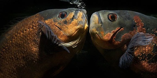 krupnaya ryba 5 сонник огромная рыба в реке