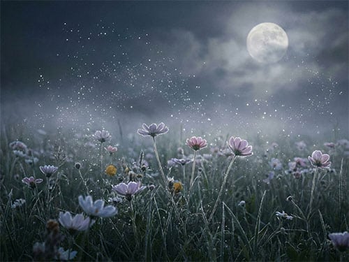 Поле цветов