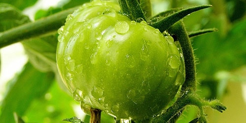 zelenye pomidory 5