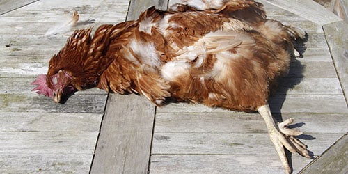 К чему снится живая курица без головы