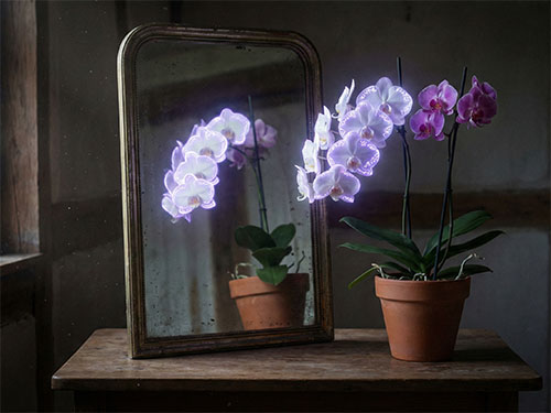 Орхидея в горшке