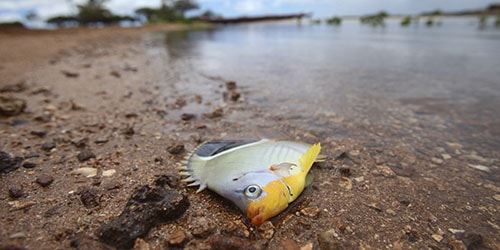 рыба на берегу
