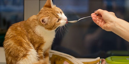 кормить кота из ложечки
