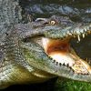 Крокодил нападает