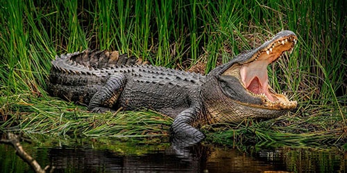 большой крокодил
