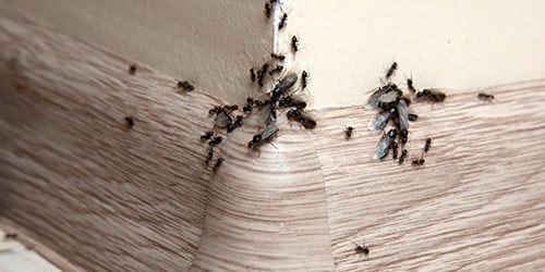 Много муравьев в доме