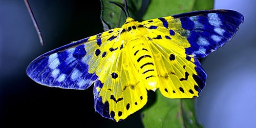 разноцветная бабочка