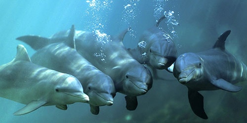 много дельфинов