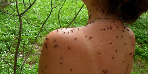 муравьи на теле