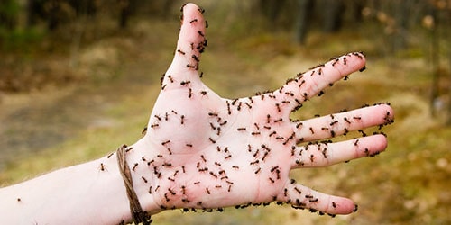 насекомые на руке