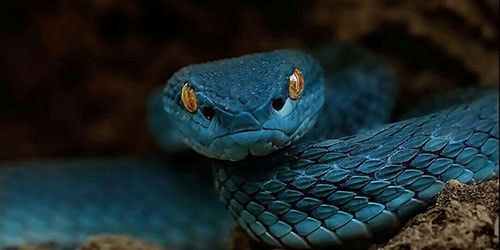 голубая змея