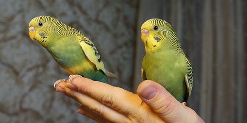 два попугая