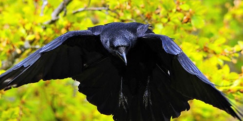 черная ворона