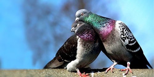 Пара голубей к чему снится thumbnail