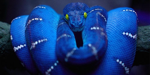 синяя змея