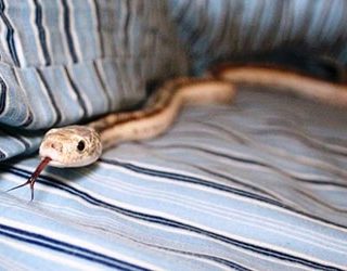 Змея в постели