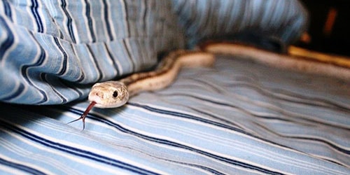  змея в постели