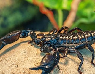 Черный скорпион