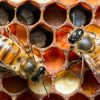Пчелы и мед