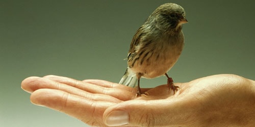птица на руке