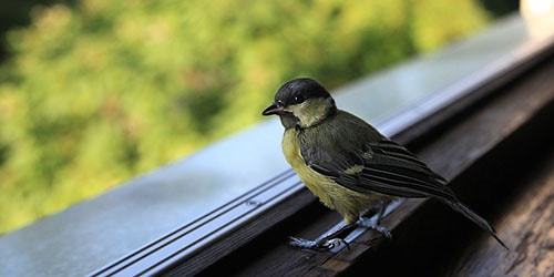Птица на окне
