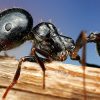 Черные муравьи