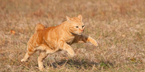 бегущий кот