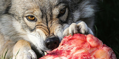голодный волк