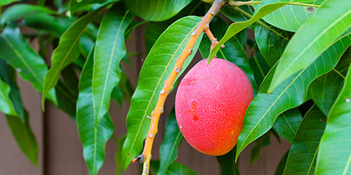 манго на дереве