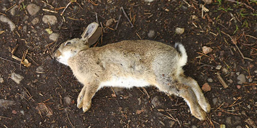 К чему снятся мертвые кролики thumbnail