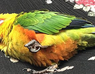 Мертвый попугай