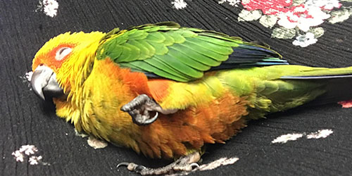 мертвый попугай