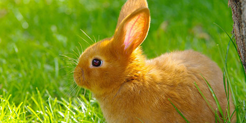 К чему снится рыжие кролики thumbnail
