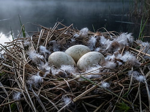 Утиные яйца