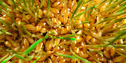 проростки пшеницы