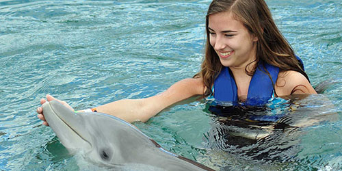 купание с дельфином