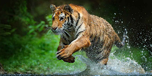 бегущий тигр