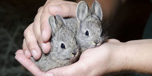 Держать кроликов в руках