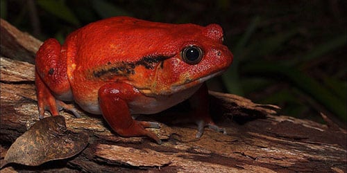 Красная лягушка