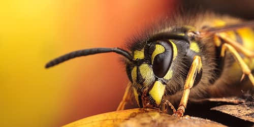К чему снятся пчелы?