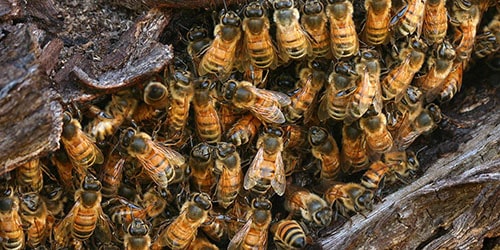 Дикие пчелы