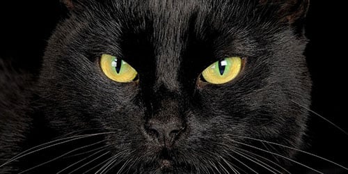К чему снится черная кошка?